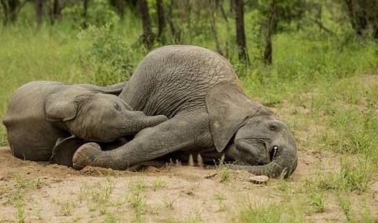 小象在南泥湾吃瓜视频,萌态十足引网友热议