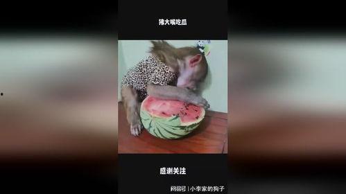 吃瓜大嘴,吃瓜大嘴带你领略明星幕后故事  第3张