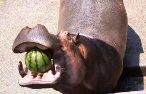 哪个动物吃瓜,揭秘哪种动物偏爱瓜果  第2张