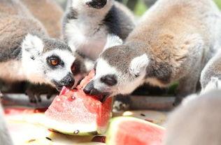 哪个动物吃瓜,揭秘哪种动物偏爱瓜果  第3张