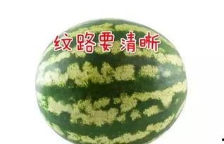 怎么吃瓜显得高端,尽显高端格调的吃瓜艺术  第2张