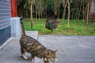 吃瓜的肥猫,笑谈世间百态