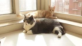 吃瓜的肥猫,笑谈世间百态  第2张